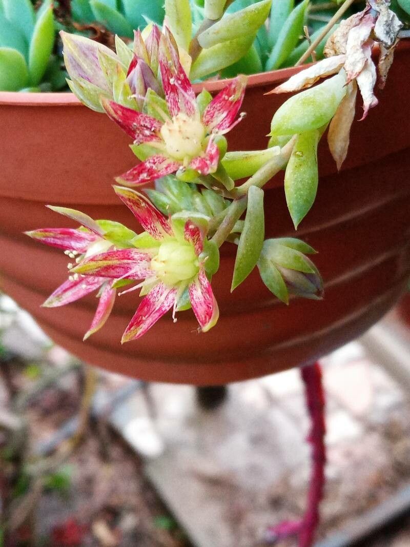 Graptopetalum macdougallii bark