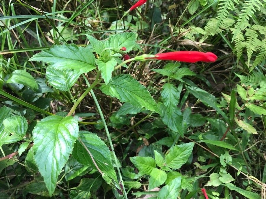 Achimenes heterophylla — related species from the same genus