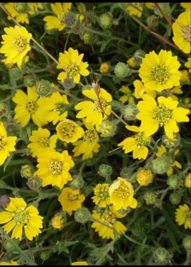 Hemizonia congesta flower