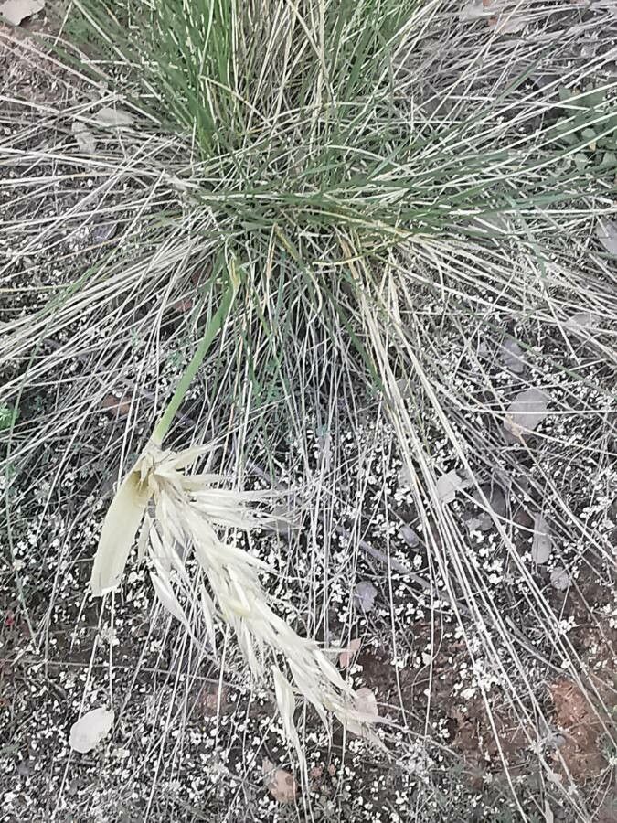Stipa iberica flower