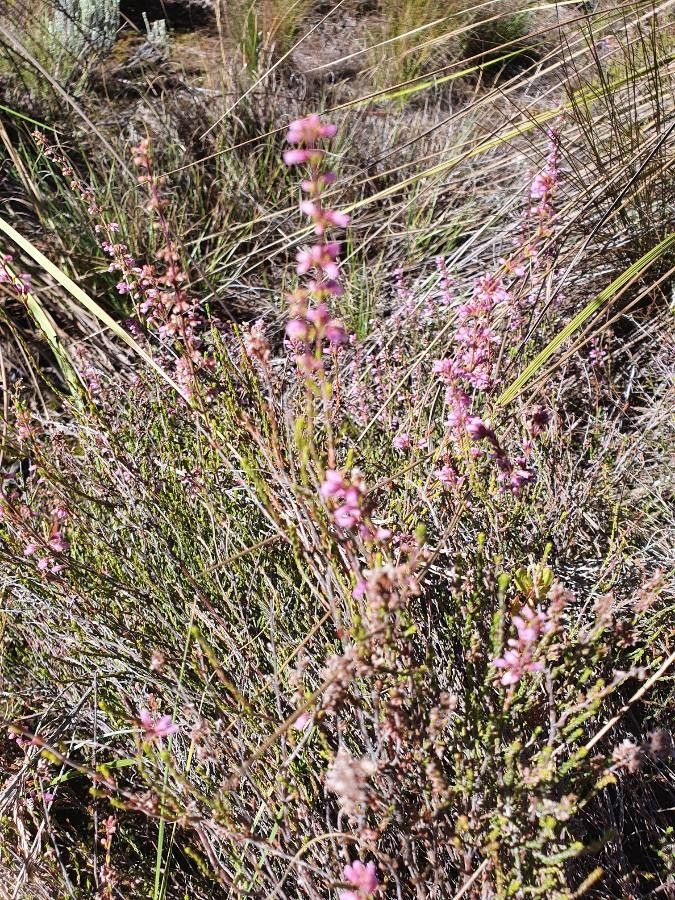 Erica whyteana flower