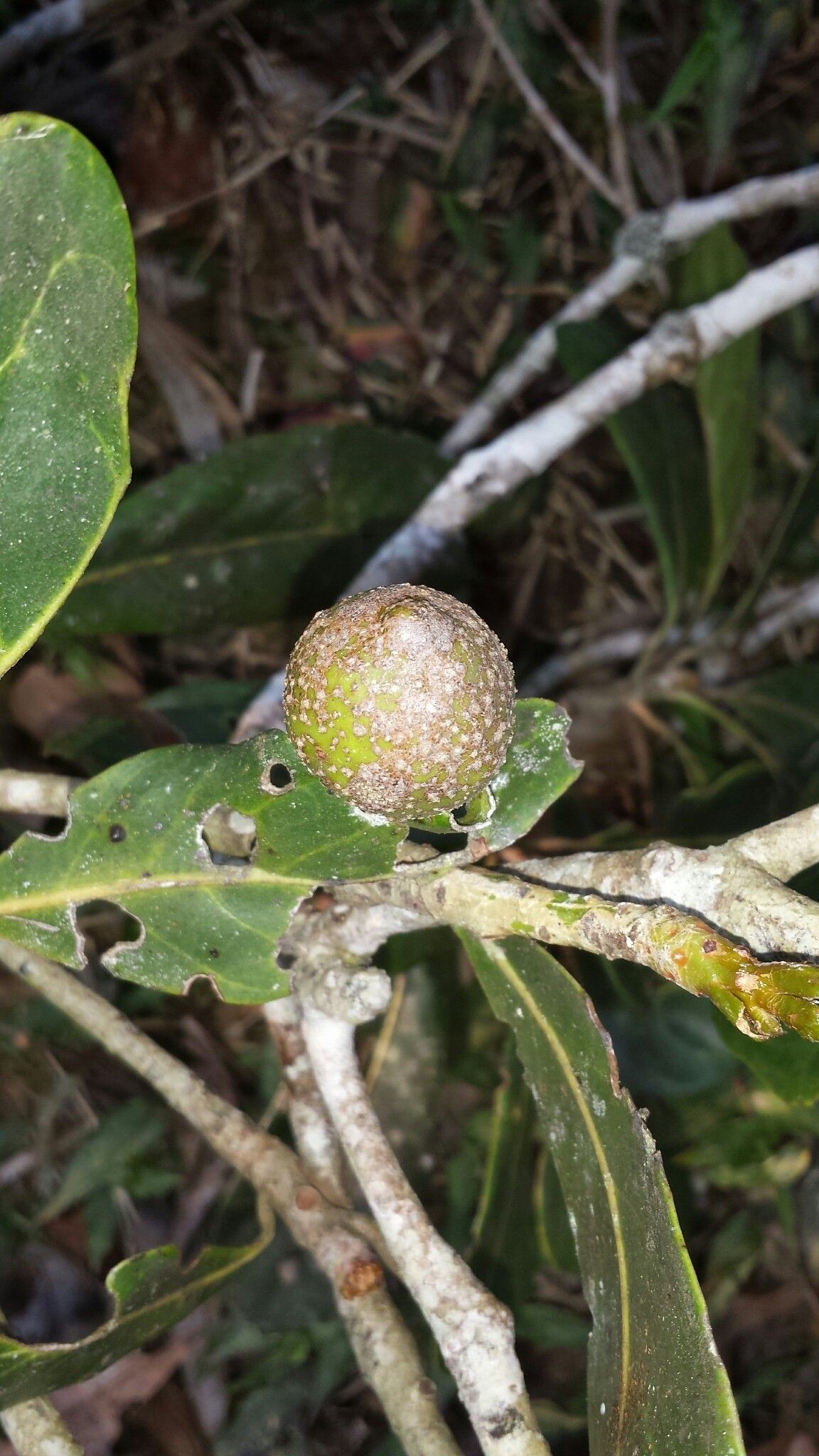 Uapaca louvelii fruit
