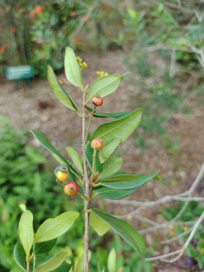Myrcia palustris fruit