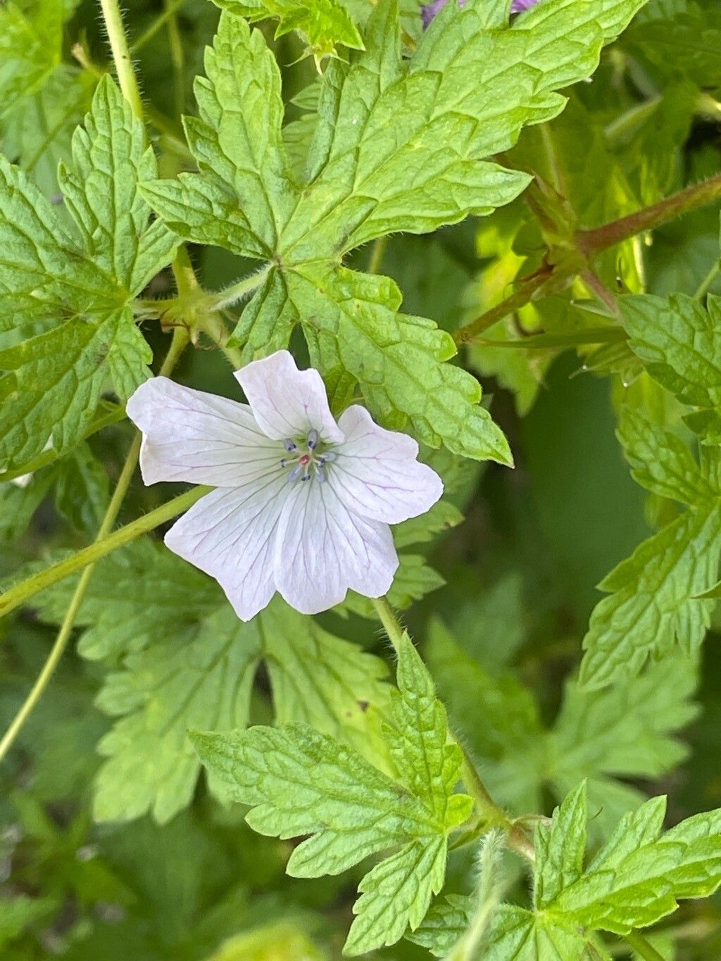 Geranium versicolor flower