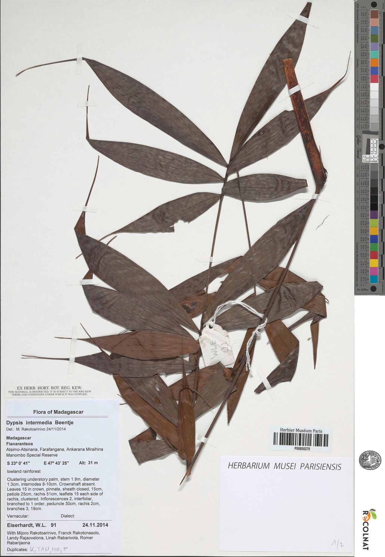 Dypsis intermedia — search result for 'Dypsis'