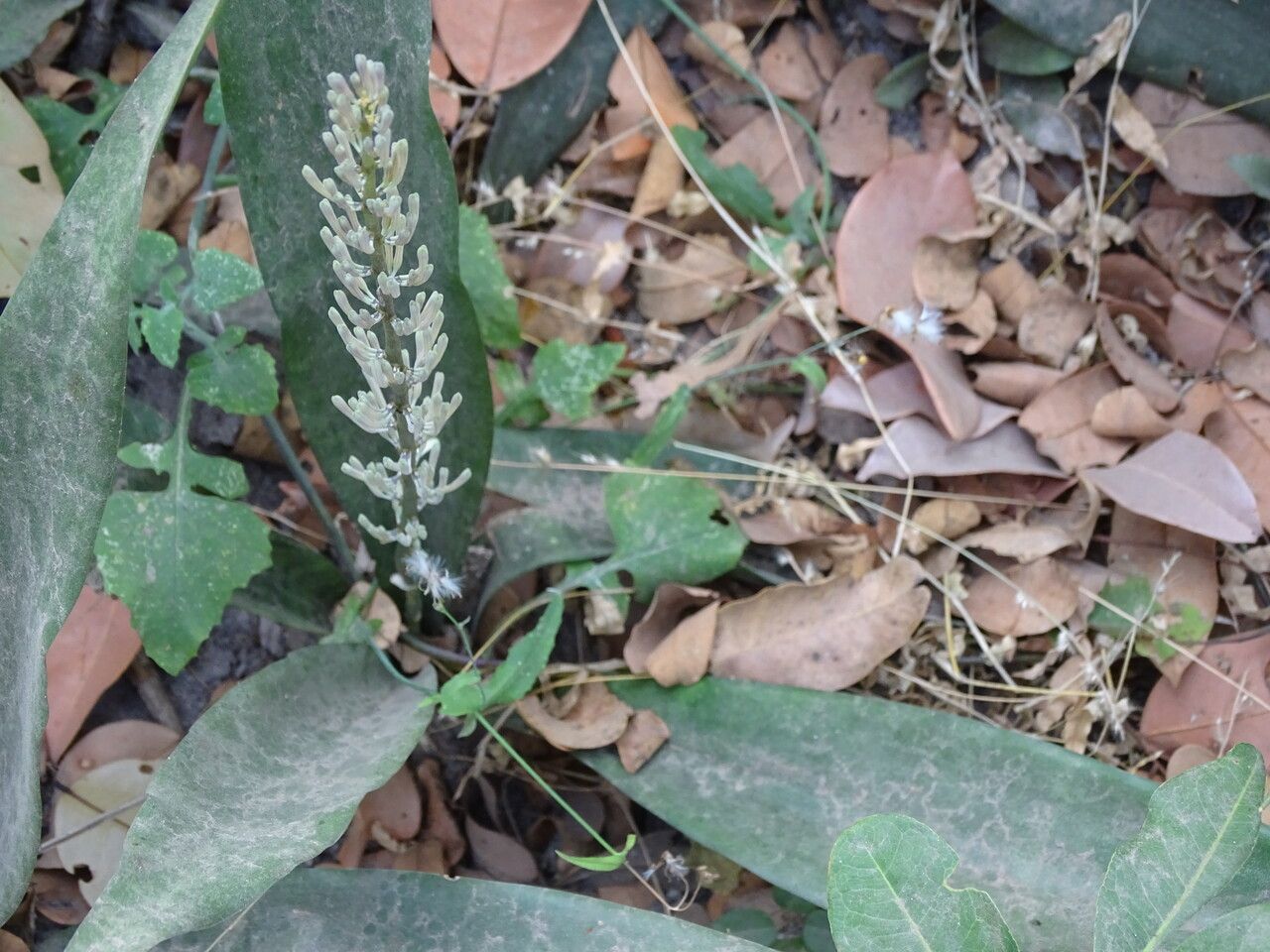 Sansevieria senegambica habit