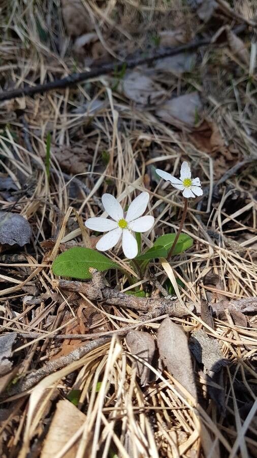 Thalictrum thalictroides — clay tolerant houseplant