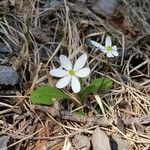 Thalictrum thalictroides