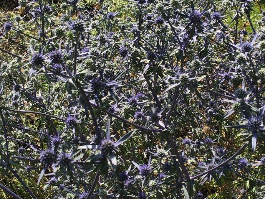 Eryngium caeruleum — search result for 'Eryngium'