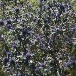 Eryngium caeruleum