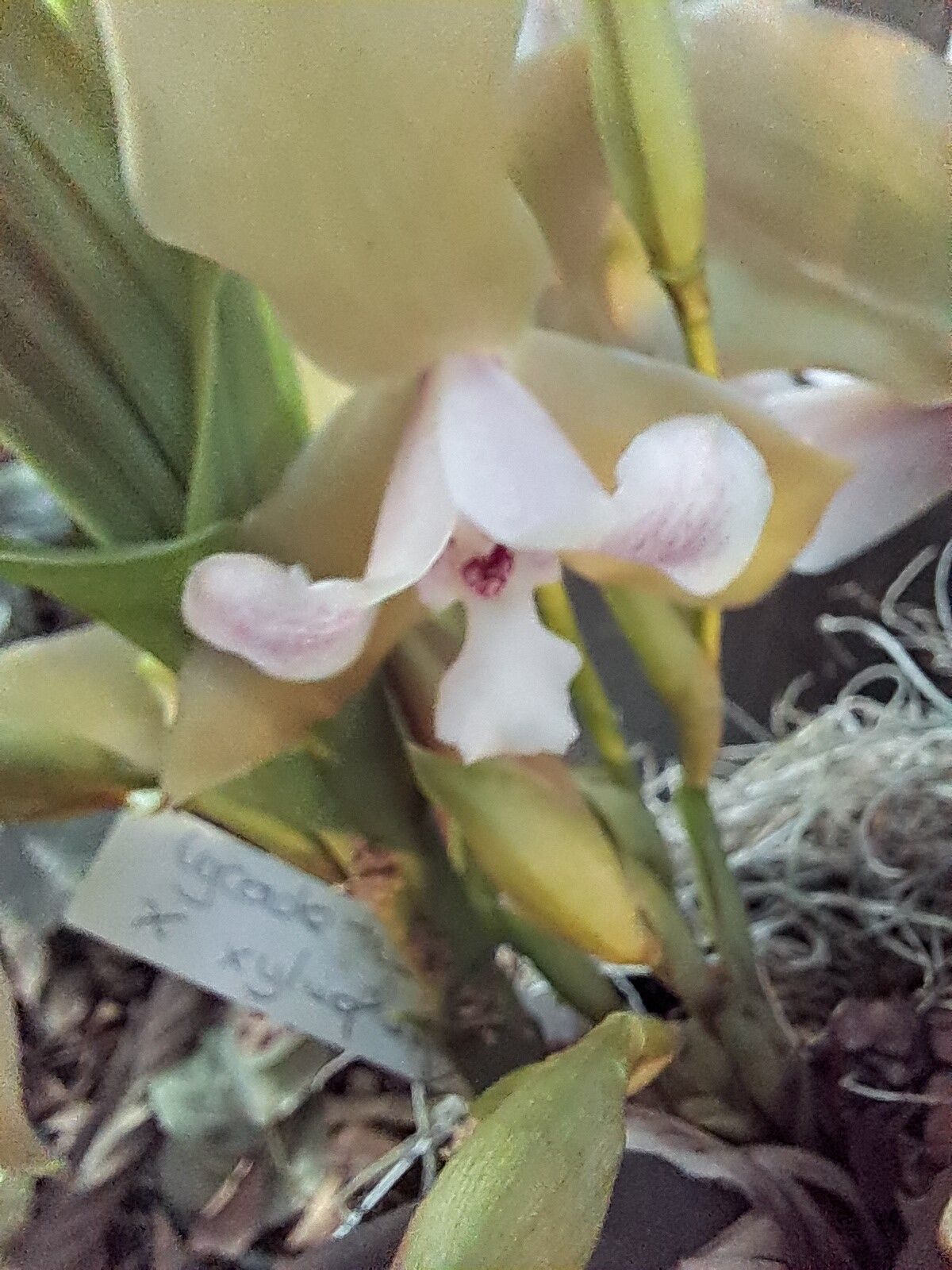 Lycaste tricolor — search result for 'Lycaste'