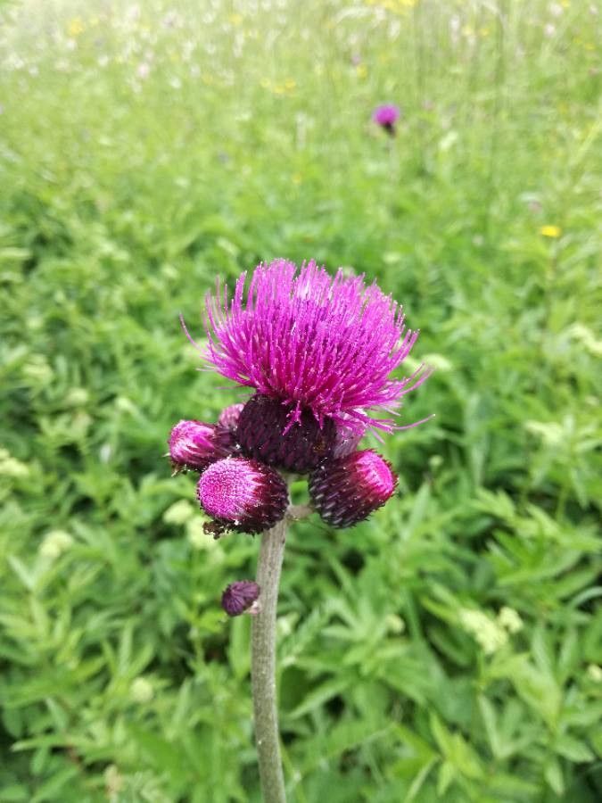 Cirsium rivulare flower