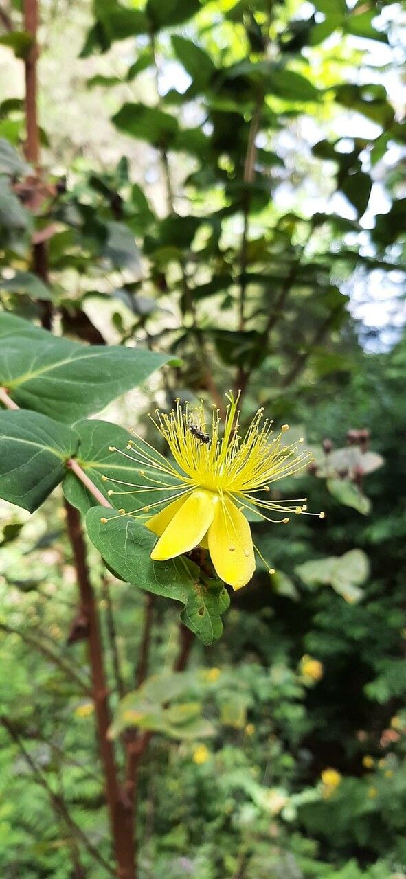 Hypericum grandifolium flower