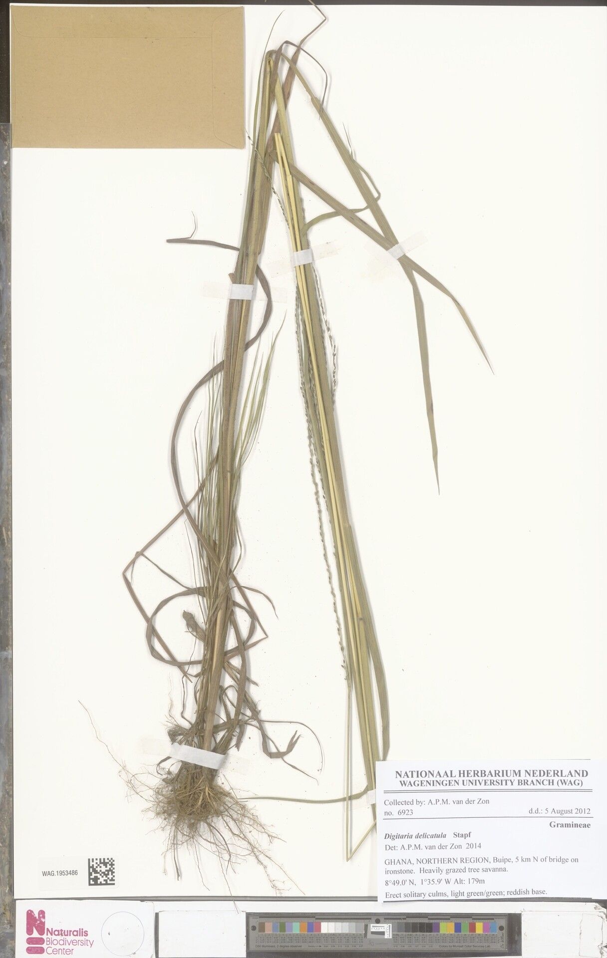 Digitaria delicatula — houseplant care guide