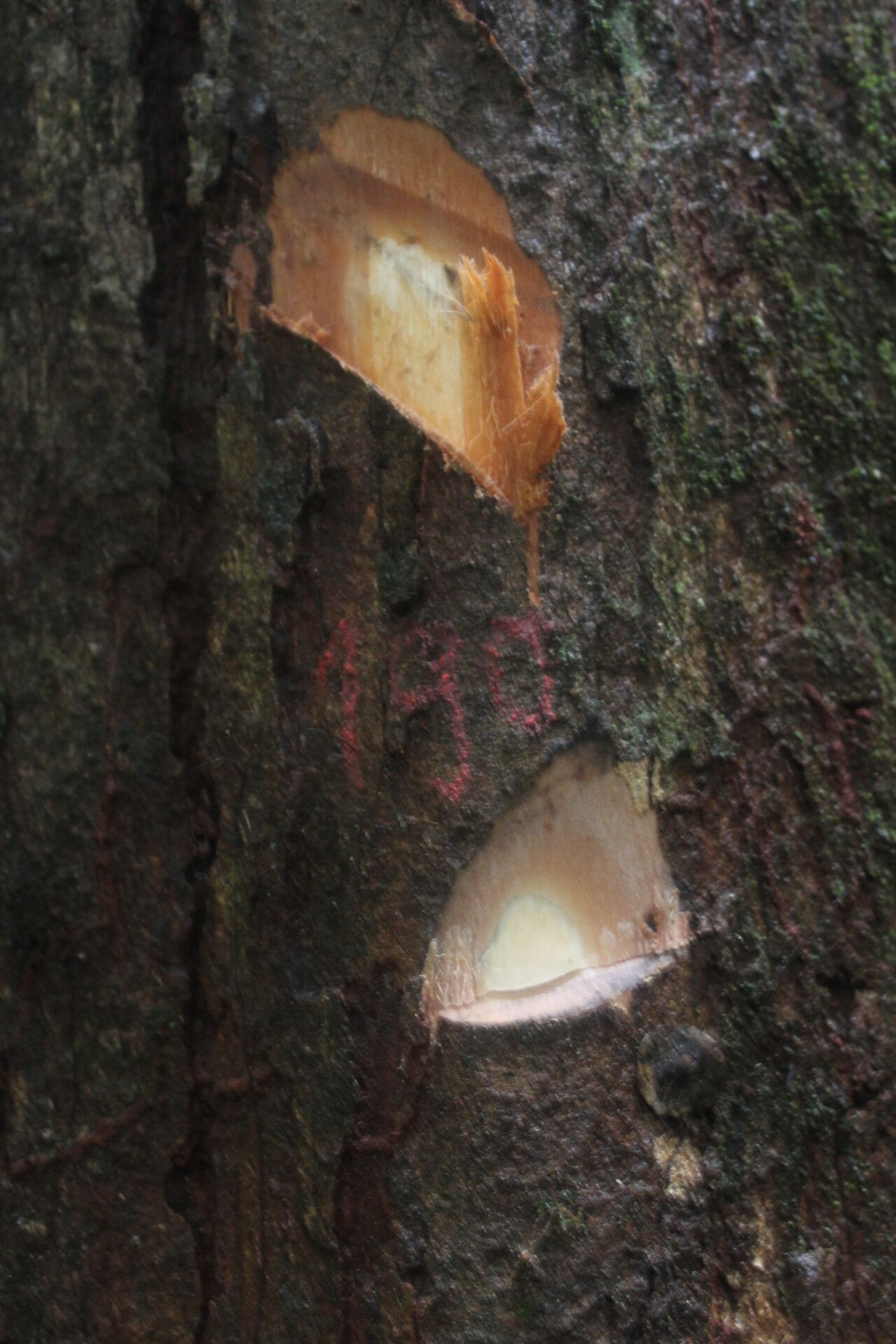 Xylopia staudtii — search result for 'Xylopia'