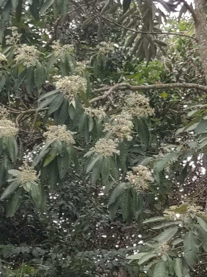 Cordia alliodora flower