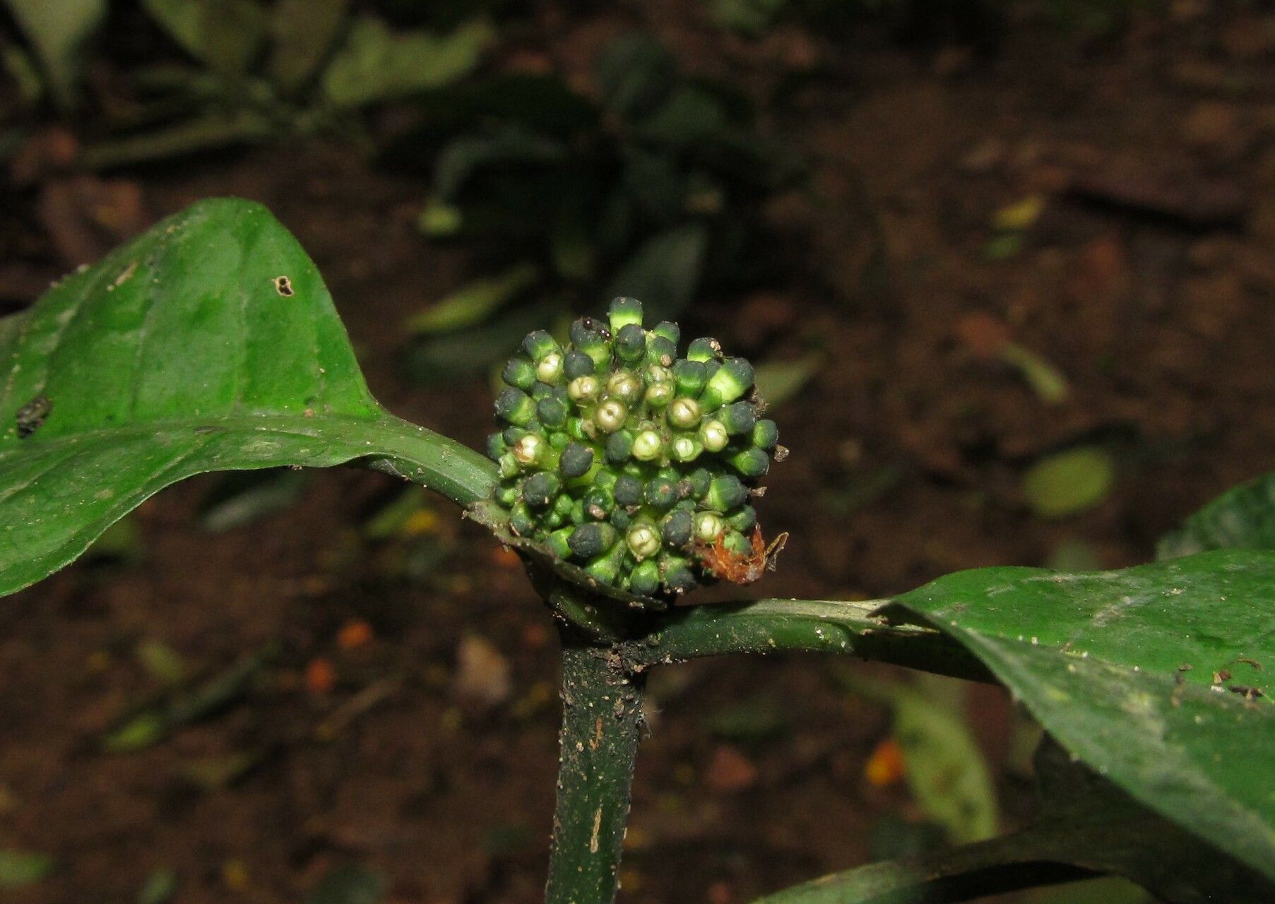 Psychotria duncanthomasii flower