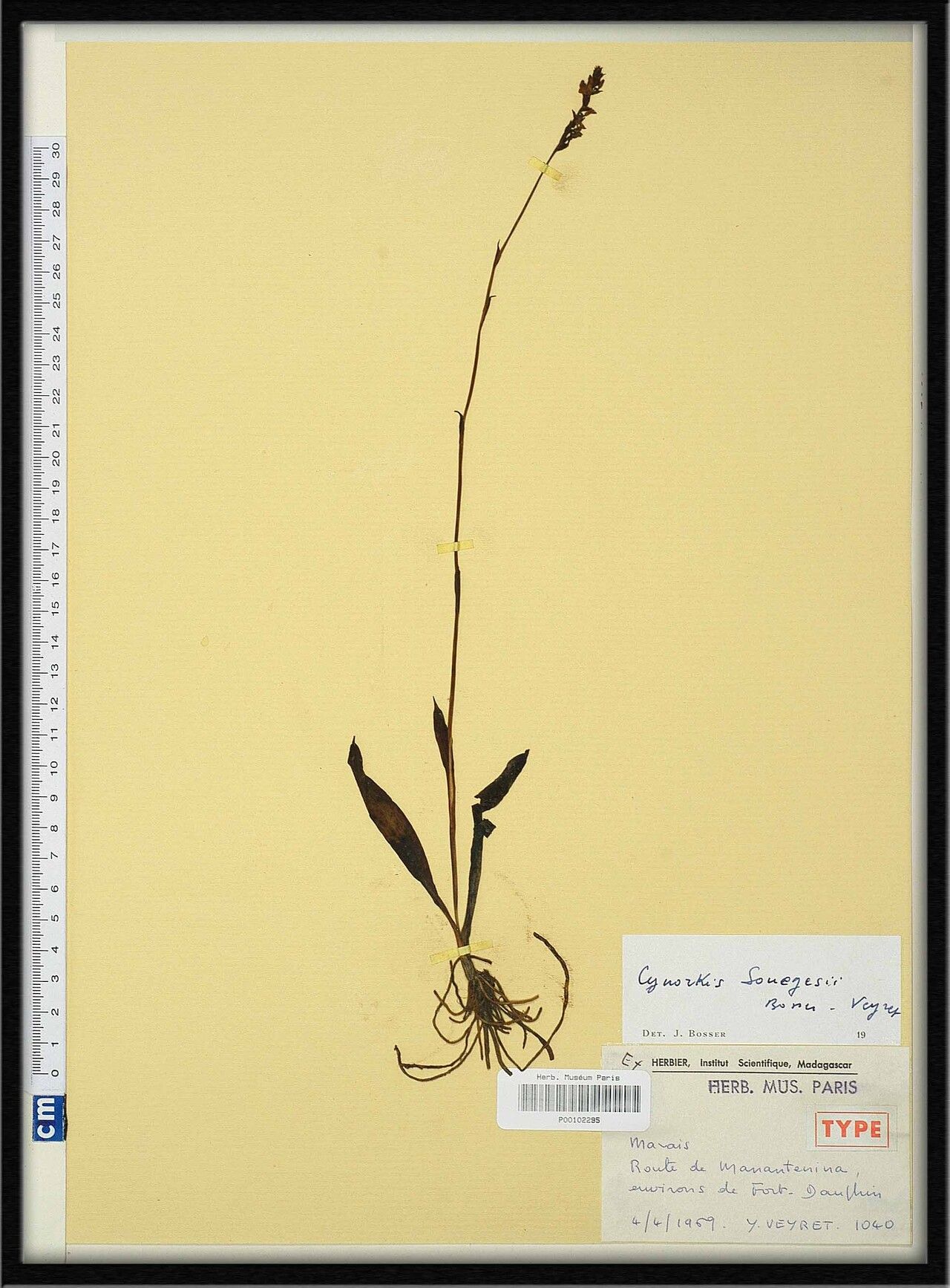 Cynorkis souegesii — houseplant care guide