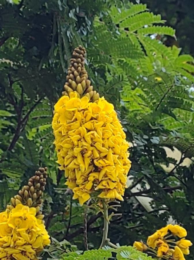 Caesalpinia pluviosa flower