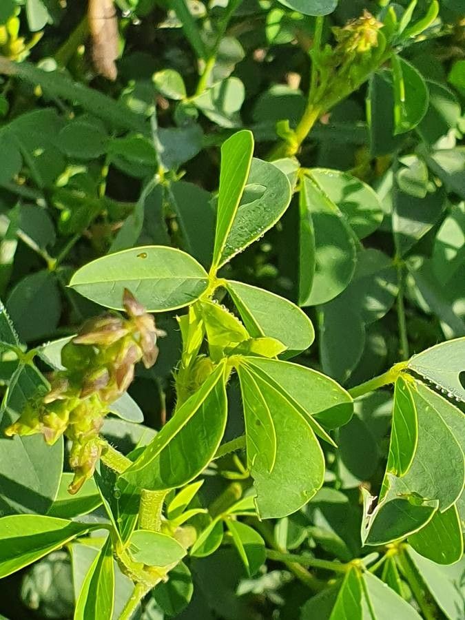Crotalaria deflersii — search result for 'Crotalaria'