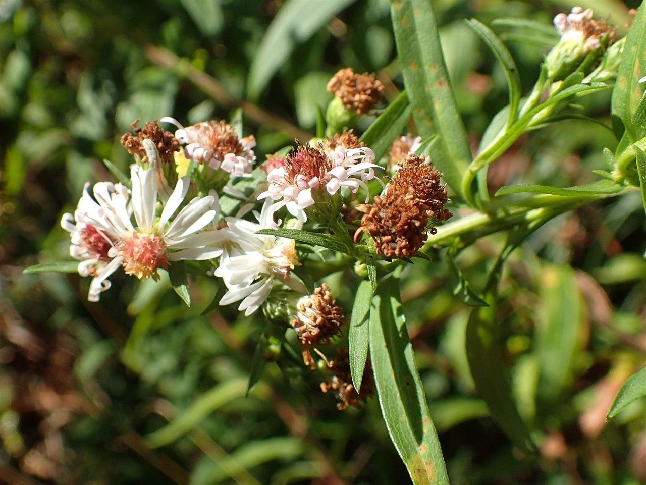 Symphyotrichum × salignum fruit