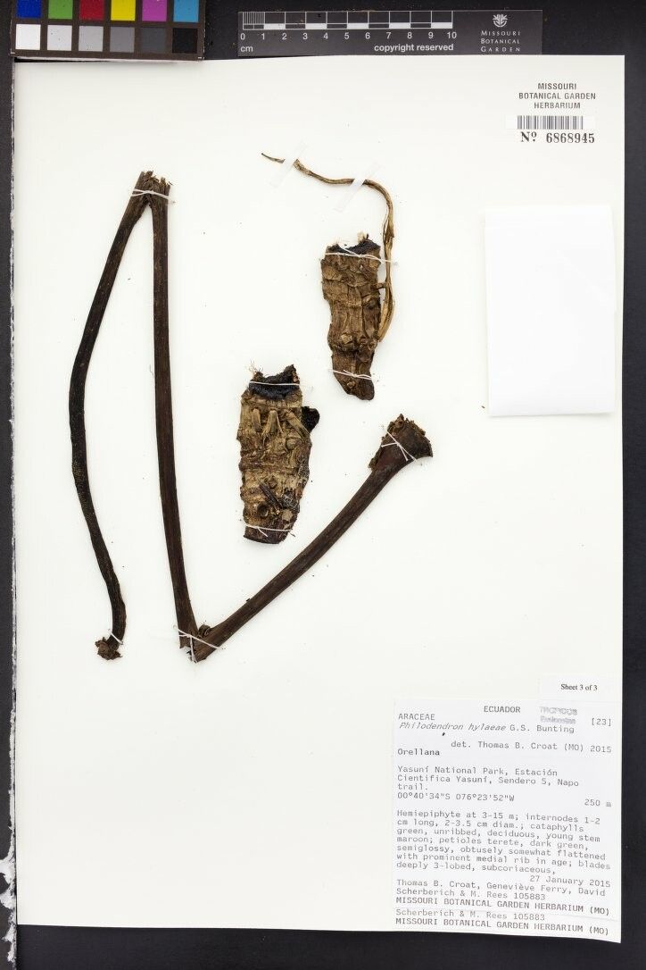 Philodendron hylaeae other