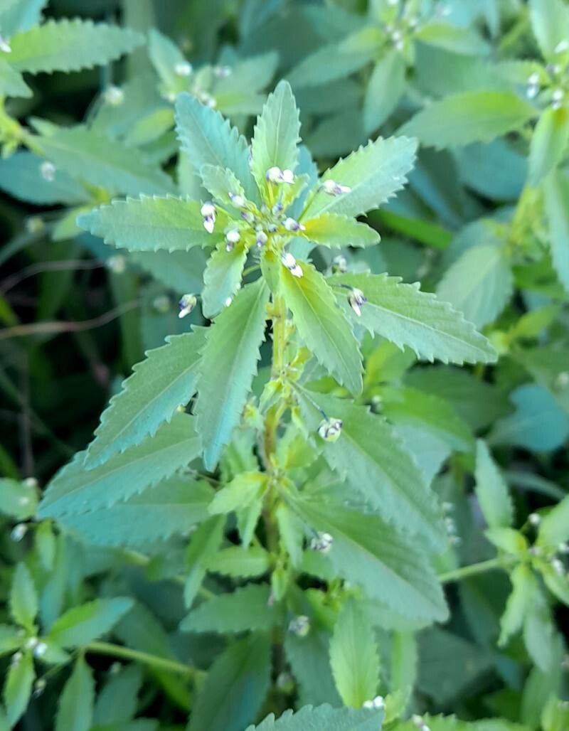 Pombalia parviflora habit