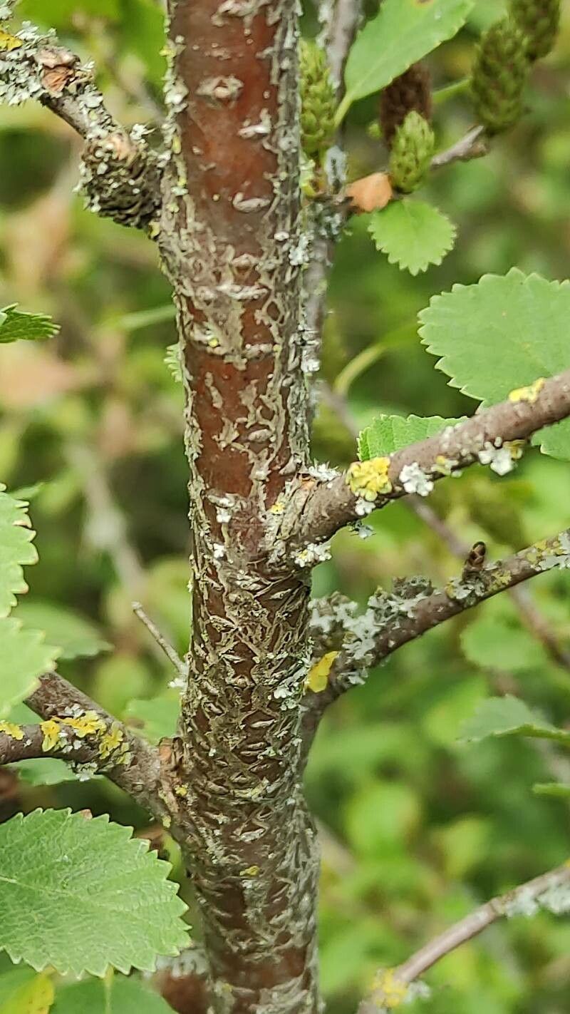 Betula humilis bark