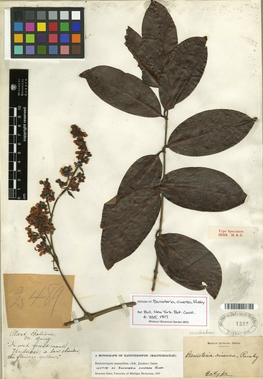 Banisteriopsis nummifera other