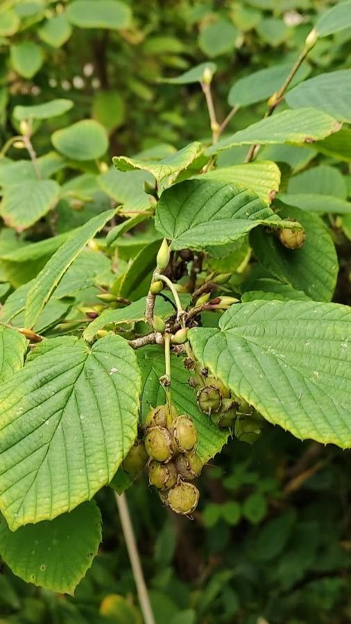 Corylopsis himalayana fruit