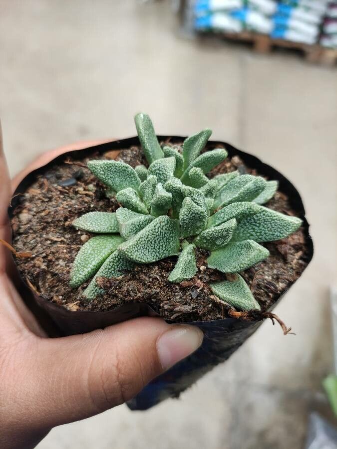 Aloinopsis rubrolineata leaf