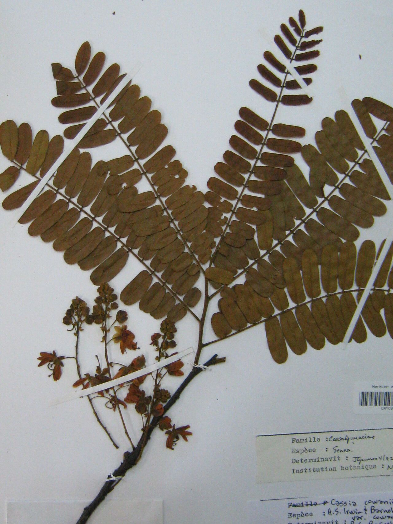 Cassia cowanii other