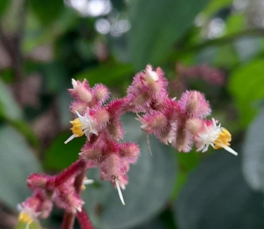 Leandra balansae flower