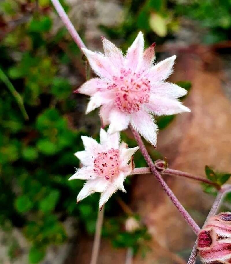 Actinotus minor flower