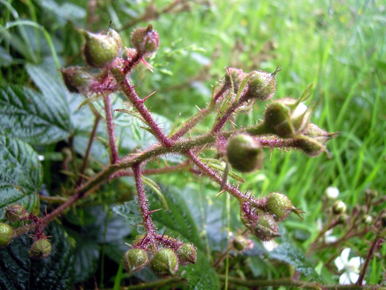 Rubus tamarensis other