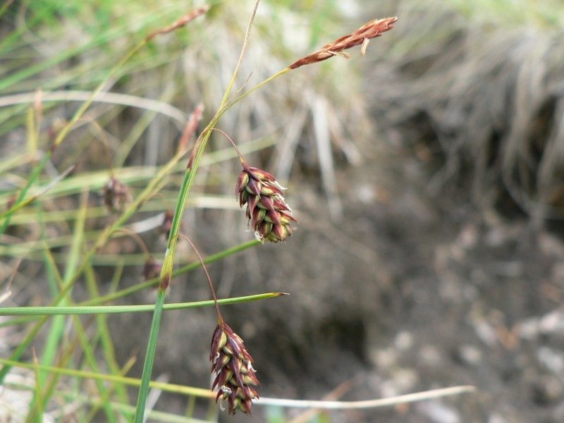 Carex limosa fruit