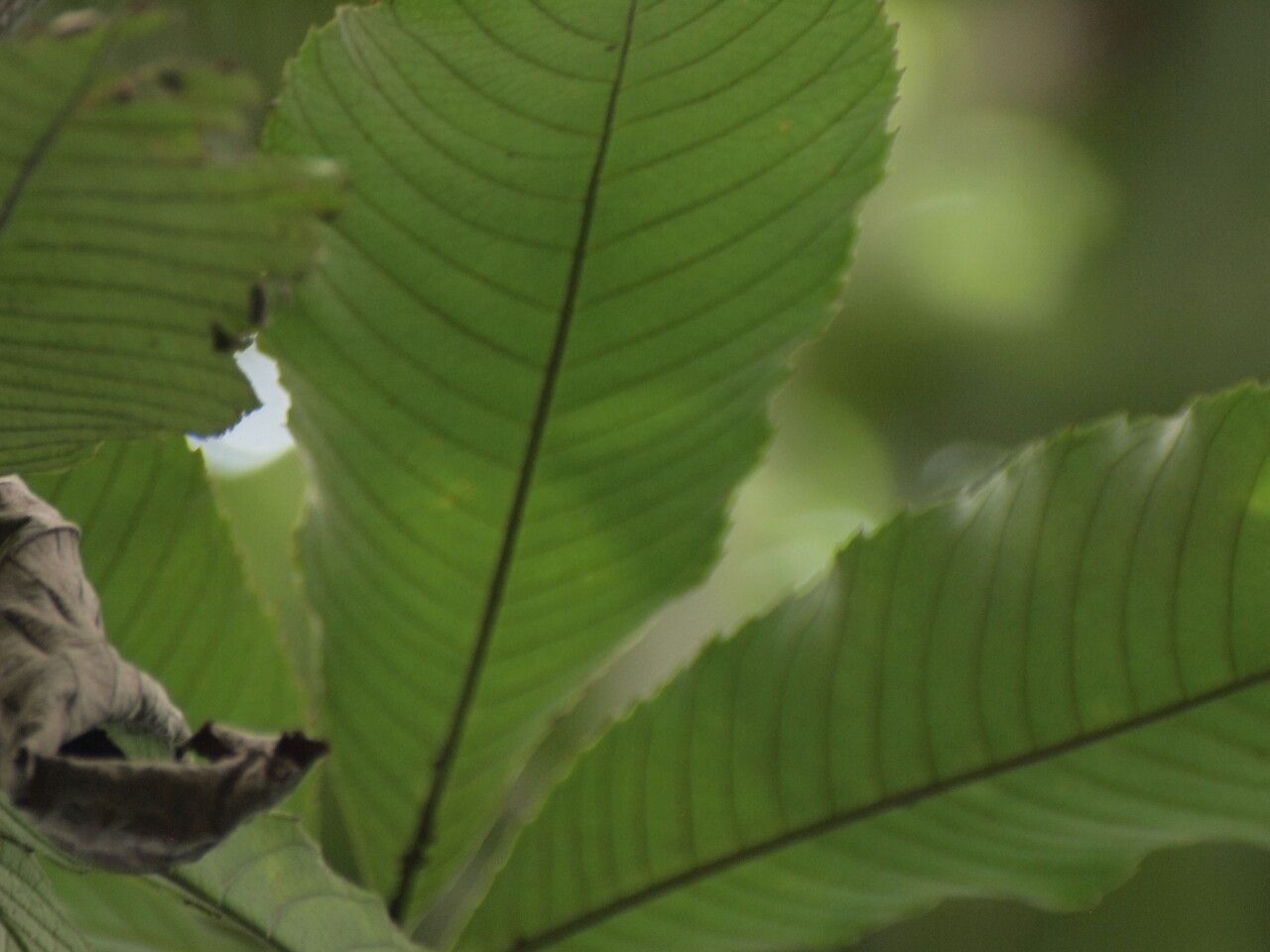 Myrianthus arboreus leaf