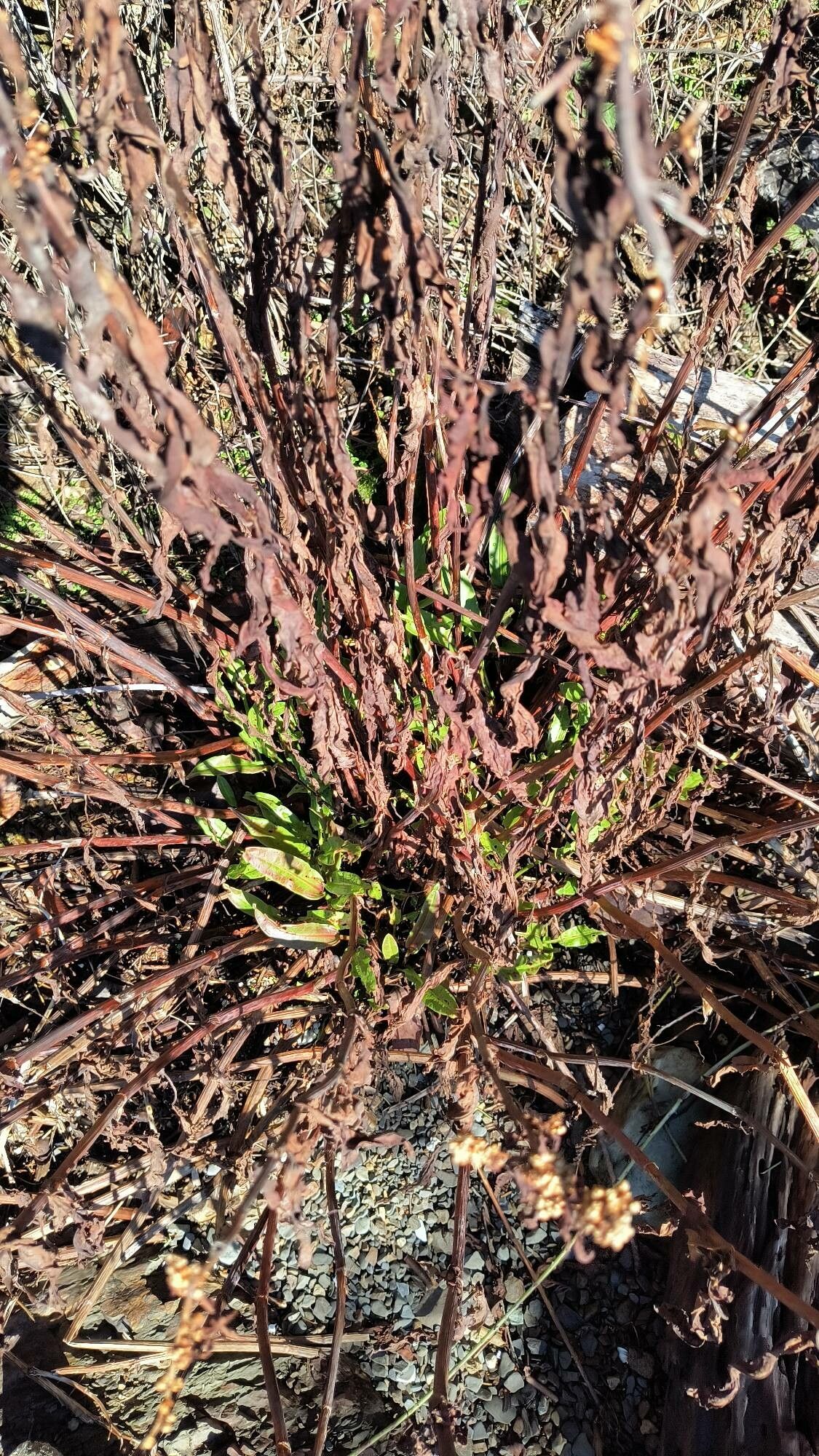Rumex occidentalis habit