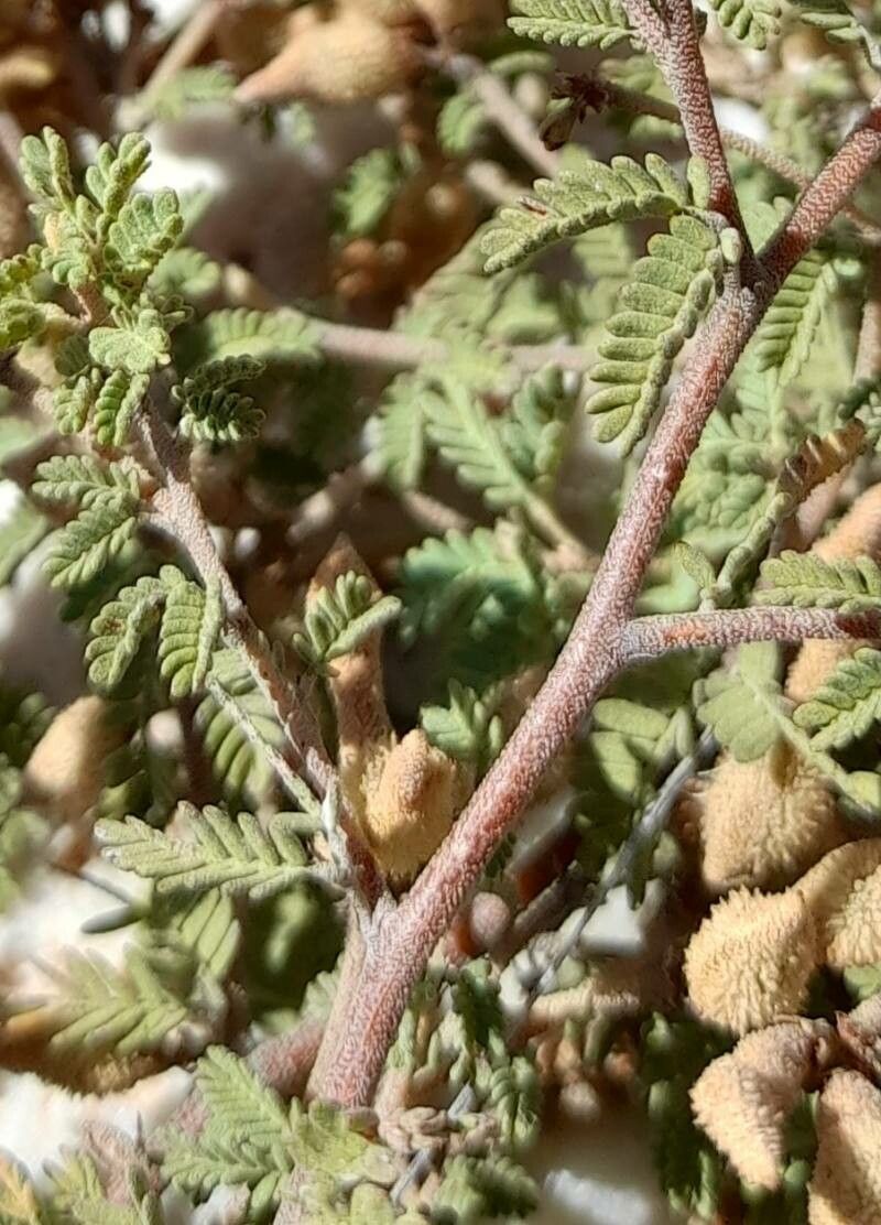 Mimosa rocae bark