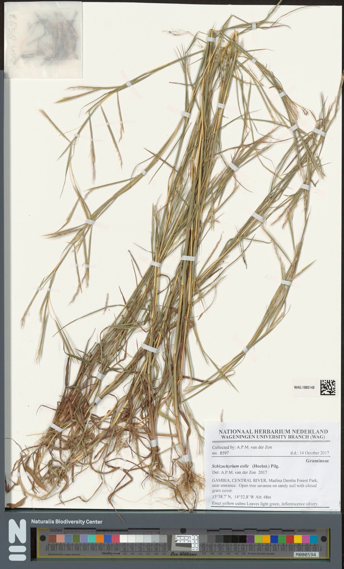 Schizachyrium exile — houseplant care guide