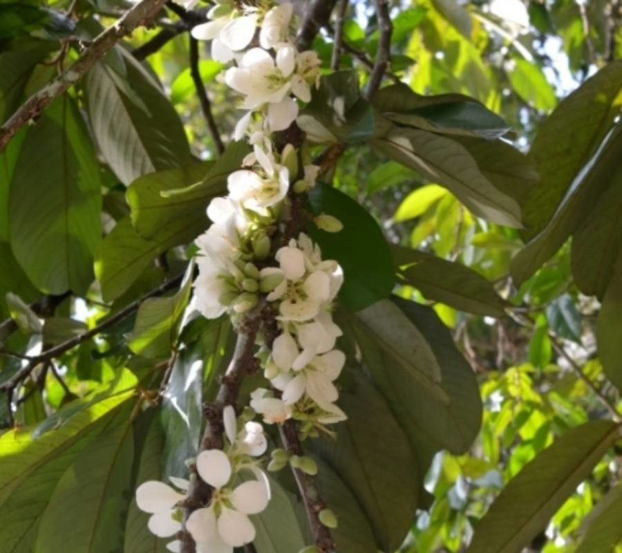 Durio grandiflorus — related species from the same genus