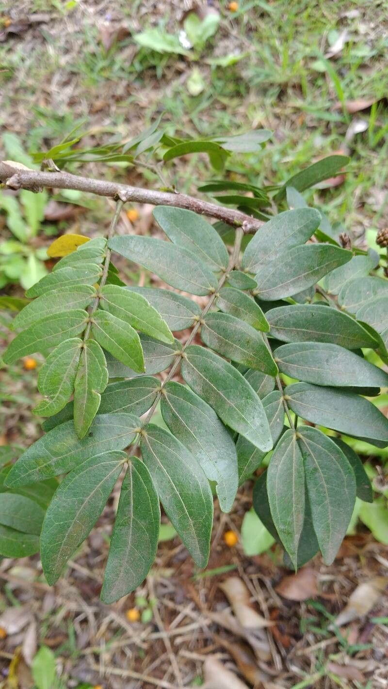 Calliandra haematocephala leaf