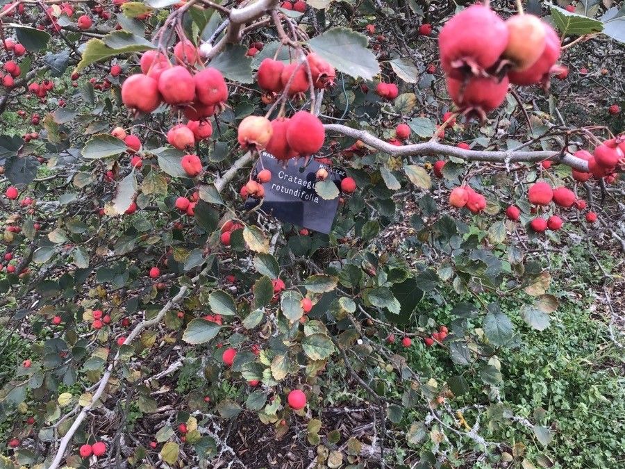 Crataegus chrysocarpa fruit
