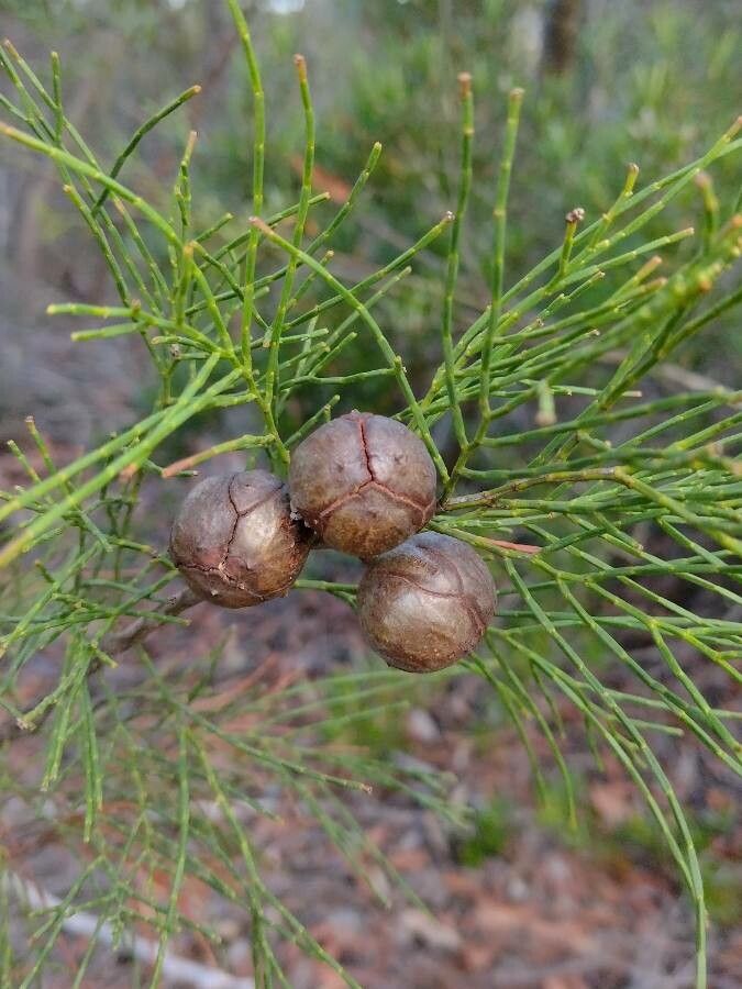 Callitris muelleri fruit
