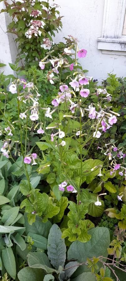 Nicotiana x sanderae habit