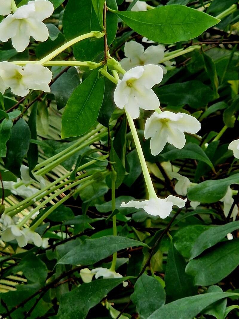 Brunfelsia nitida flower