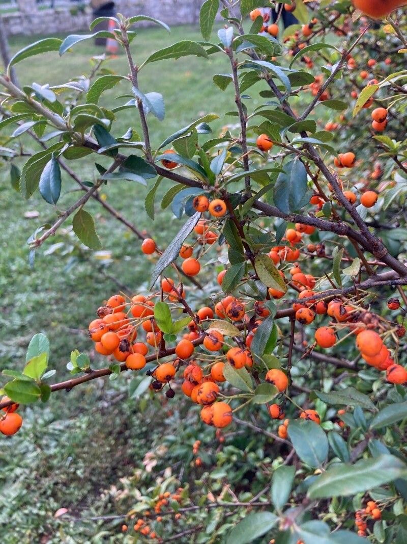 Pyracantha crenulata fruit
