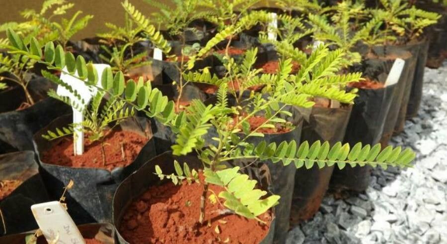 Dimorphandra wilsonii — houseplant care guide