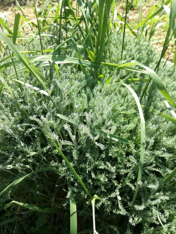 Santolina corsica leaf