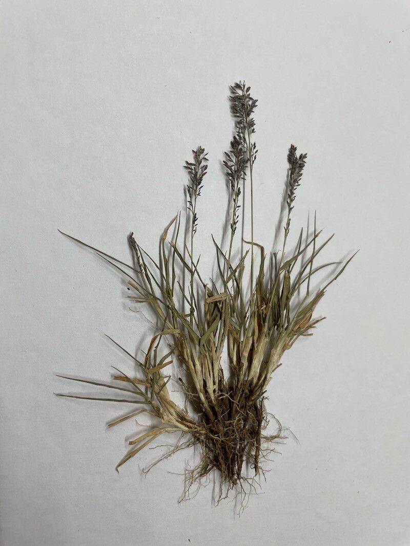 Eragrostis neesii flower